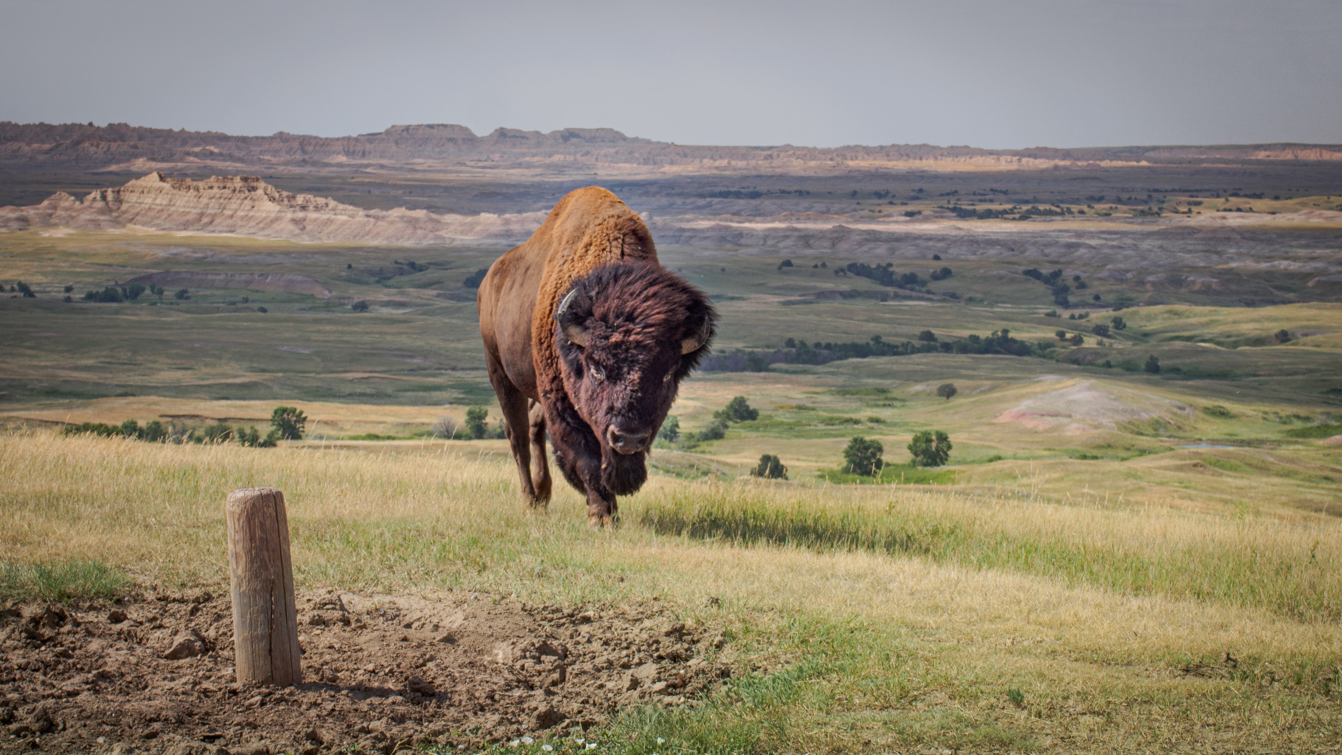 Badlands Bison