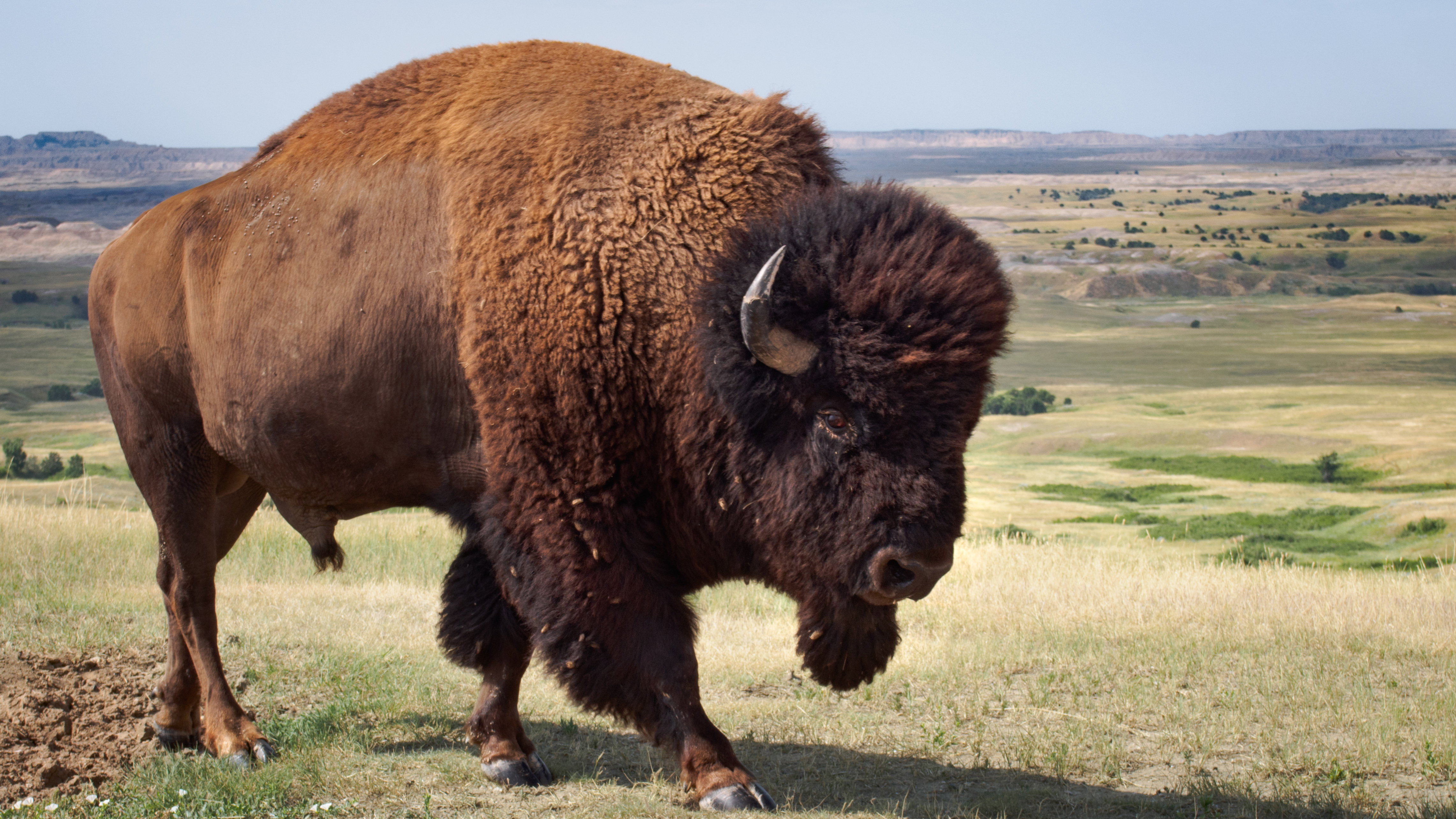 Badlands Bison