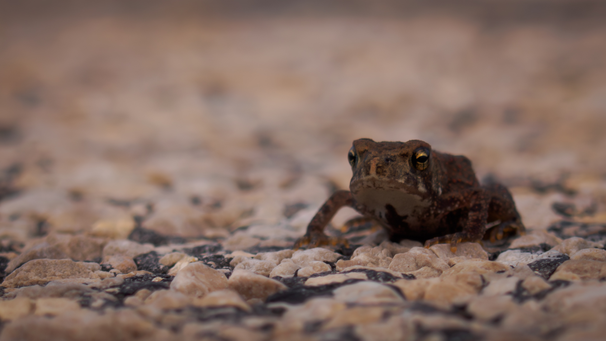 Country Road Frog