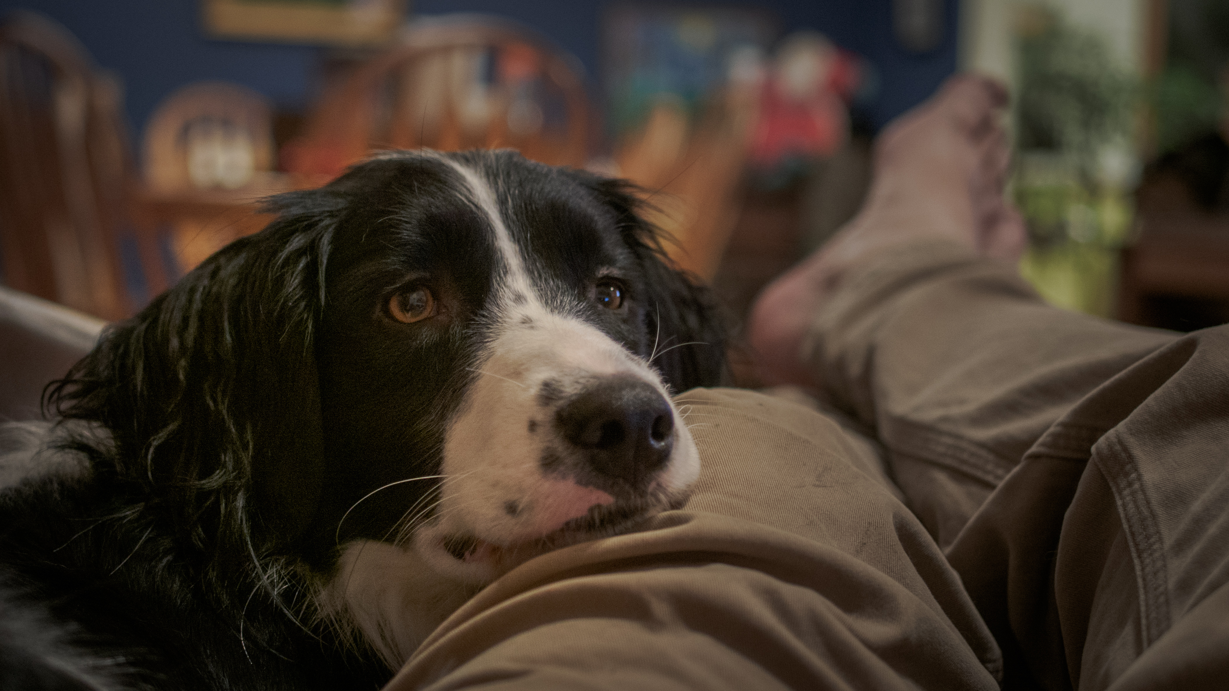 Duke