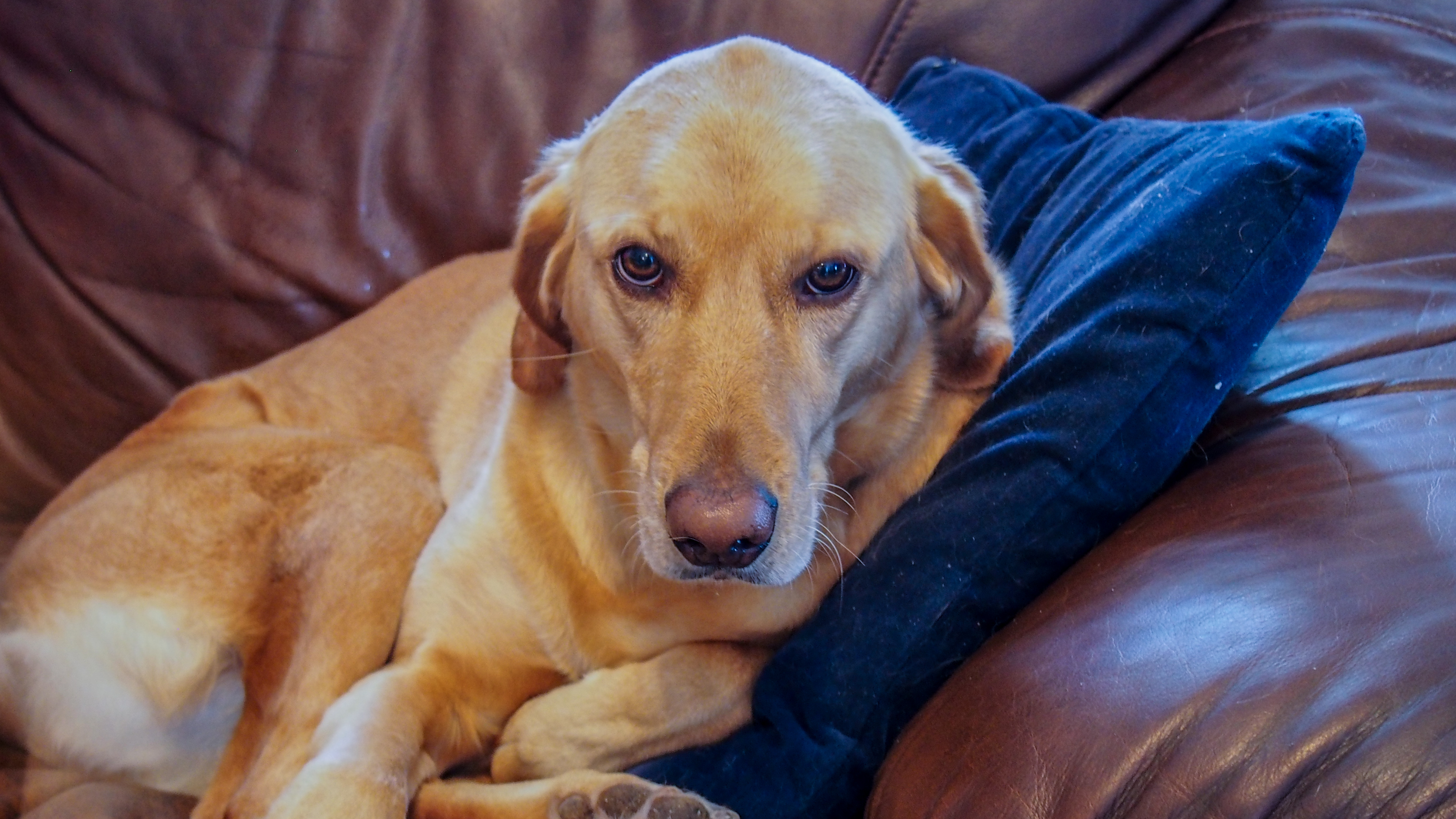 Gracie