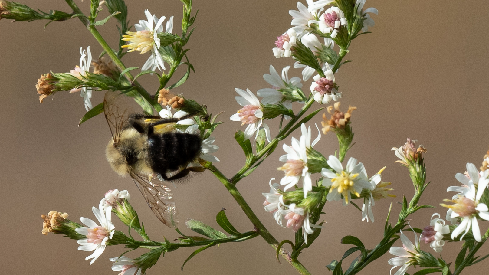 A Bee