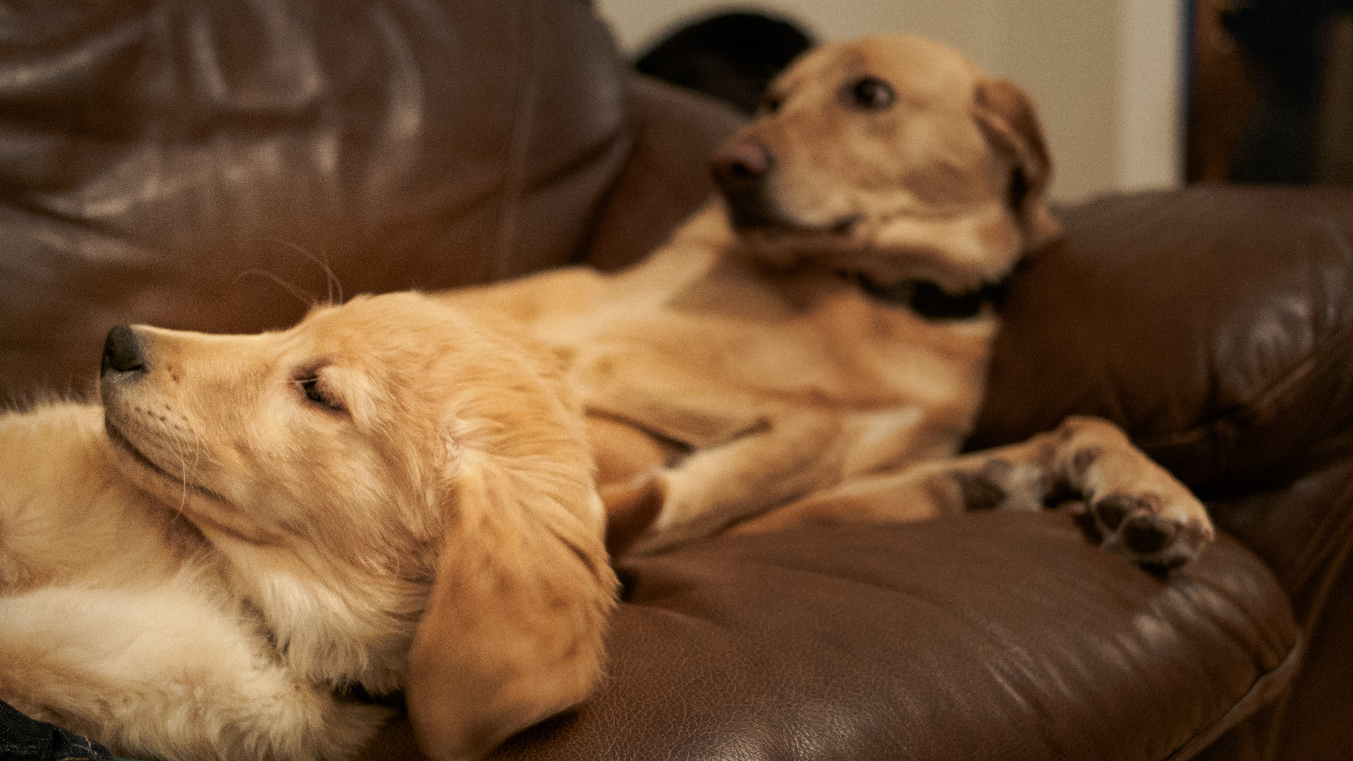 Bernie and Gracie