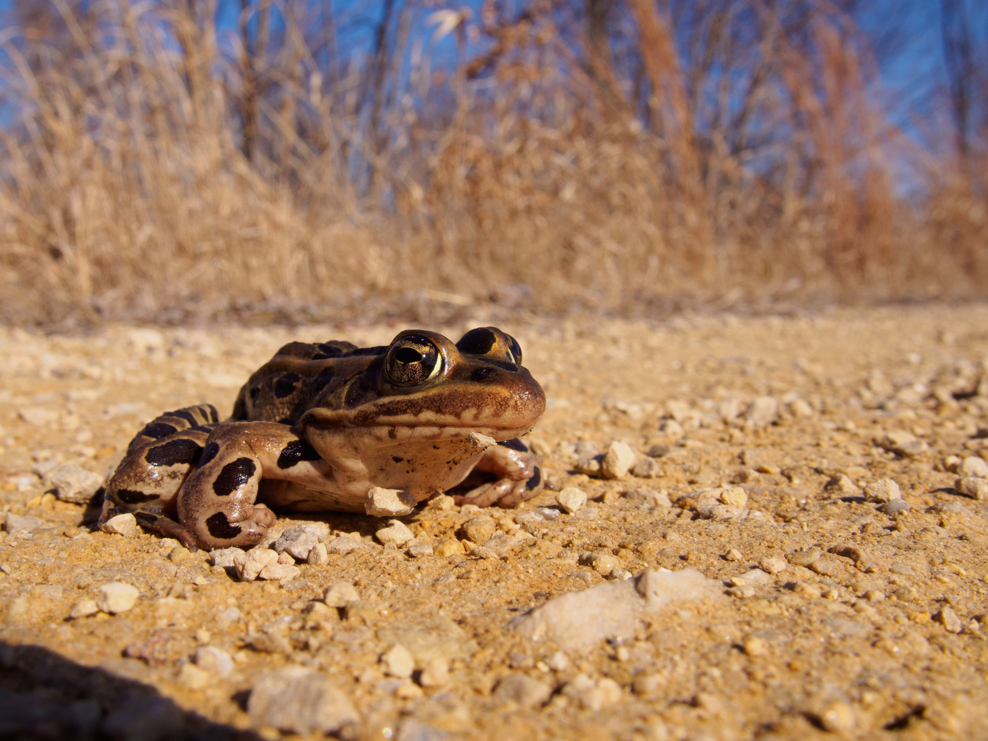 Frog on a Gravel Road