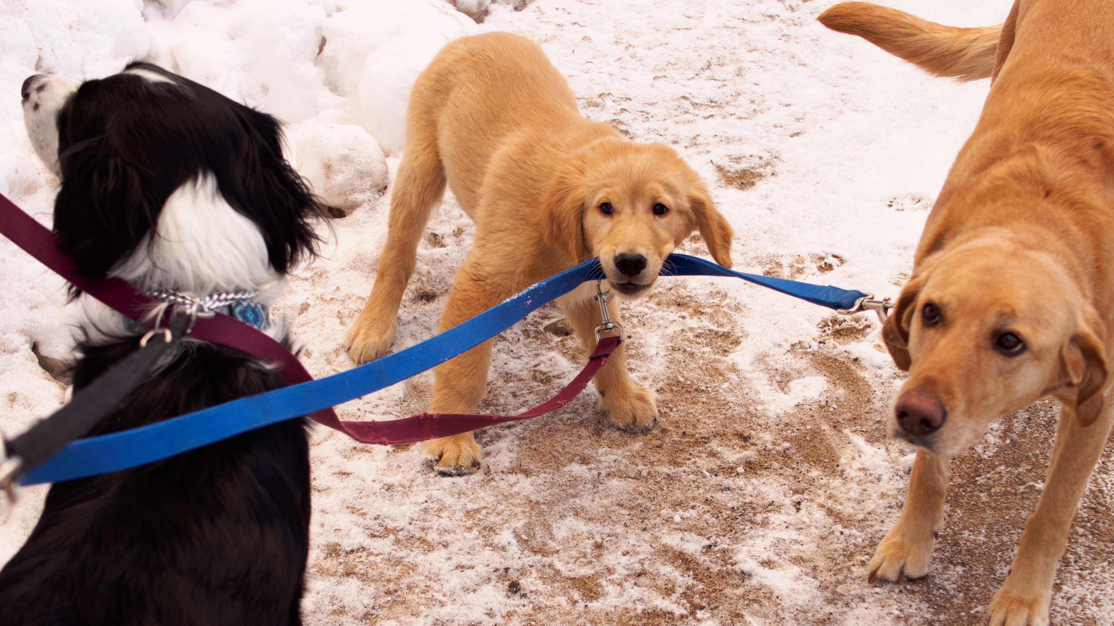 Tangled  Leashes