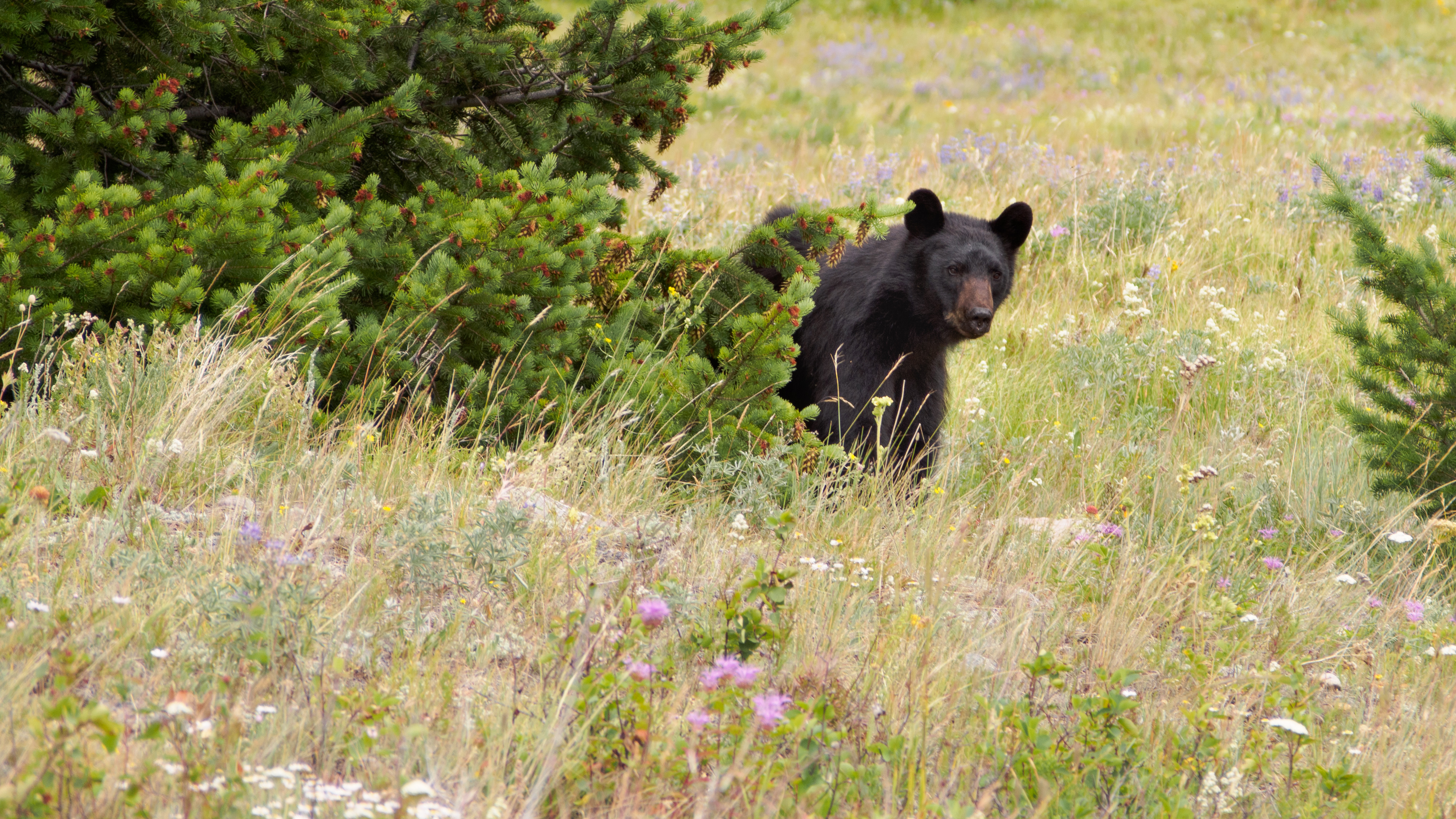 Waterton Bear