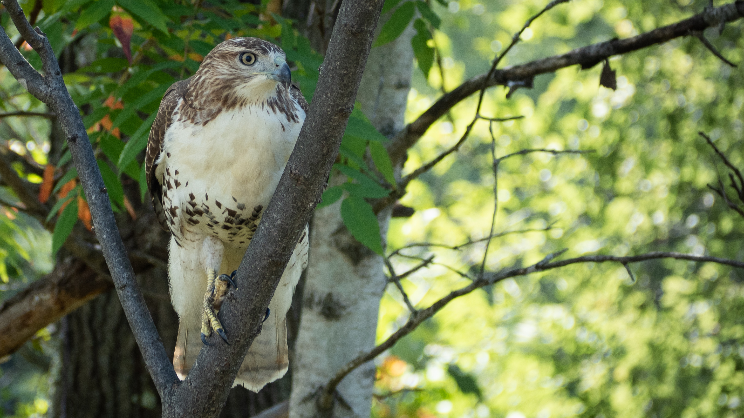 Young Redtail